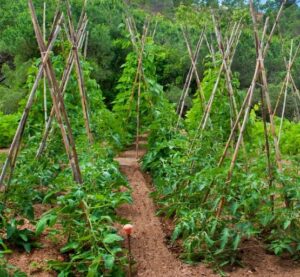 bean poles, tepee