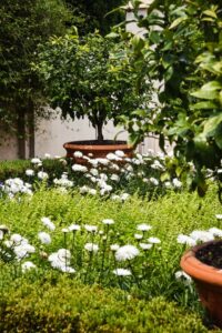 mediterranean garden, formal hedging, citrus trees, flowers
