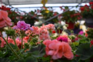 pelargoniums, chelsea, pavilion