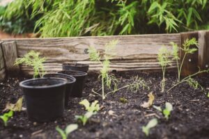 seedlings, raised bed, hardening off, planting out, vegetables, edible gardening