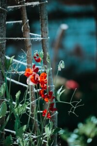 sweet peas, hazel tepee