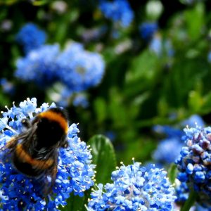 bee on ceanothus, scented flowering shrub