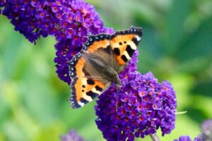 butterfly on buddleia flower