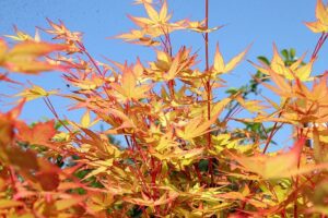 Acer palmatum Sango kaku, coral bark maple