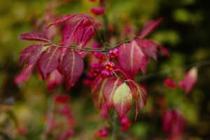 Euonymus europaeus, spindle, autumn, foliage