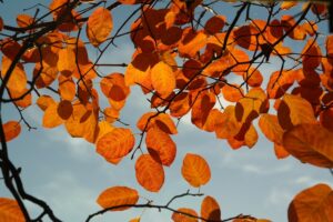 amelanchier lamarckii, Snowy mespilus, autumn leaves