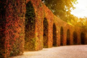 autumn hedge, arches