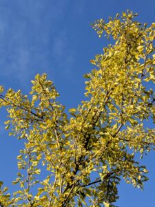 ginko biloba, autumn