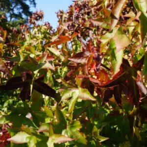 liquidamber styraciflua