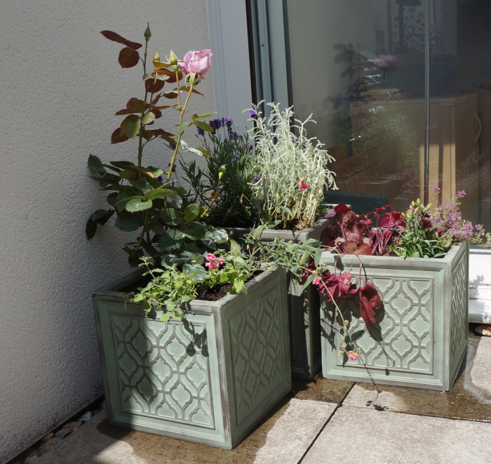roof garden, planters, rose, santolina