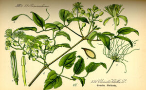 Clematis vitalba, botanical llustration,1885 germany
