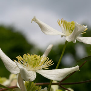 clematis montana, white