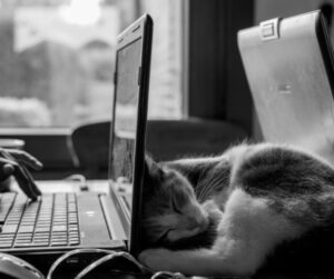 laptops, sleeping cat, black & white photo