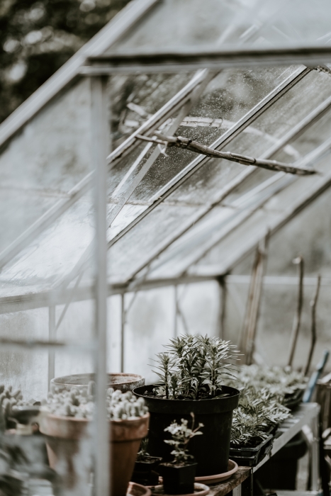 greenhouse interior, plants, winter, snow, frost, Photo by Annie Spratt on Unsplash