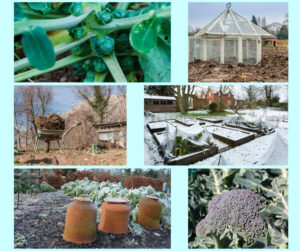 9 Winter Vegetable Garden Tasks, blog banner, plews potting shed