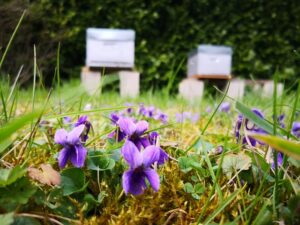 bee hives, dog violets, Photo by @tup_s on unsplash.com