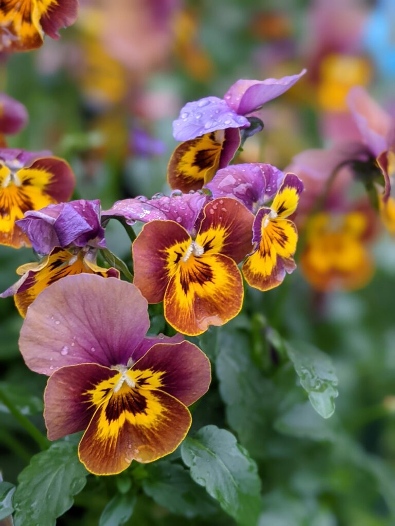 viola honey bee
