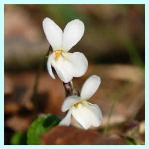 white violet
