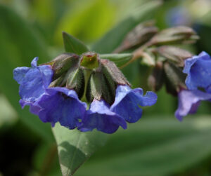 Pulmonaria angustifolia aurea