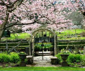 blossom, garden gate, tunnel arch, vancouver, by constantgardener