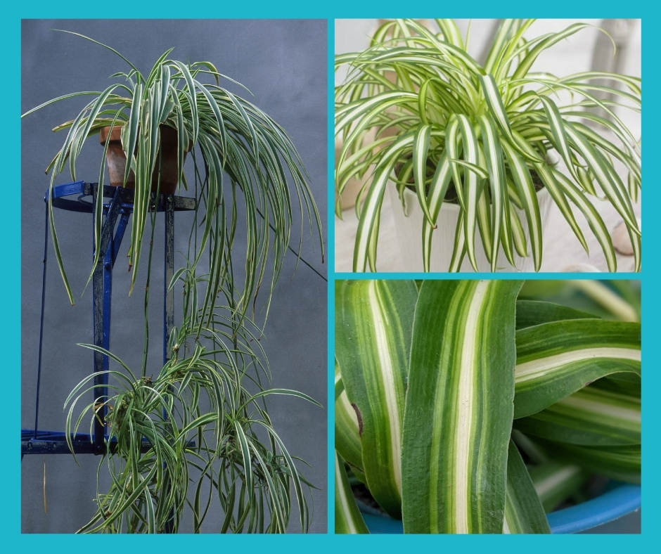 Curly Spider Plants, Chlorophytum comosum 'Bonnie' — The Tender Gardener