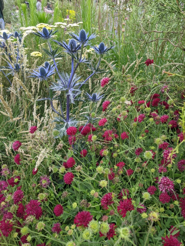 planting, rhs hampton court garden festival 2021