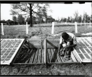 planting seeds in hot bed, mississippi, https:/commons.wikimedia.org/wiki/File:Planting_seeds_in_tomato_hot_bed_(15117516015).jpg