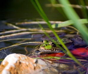 frog in pond