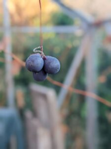 last years grapes still hanging on greenhouse vine