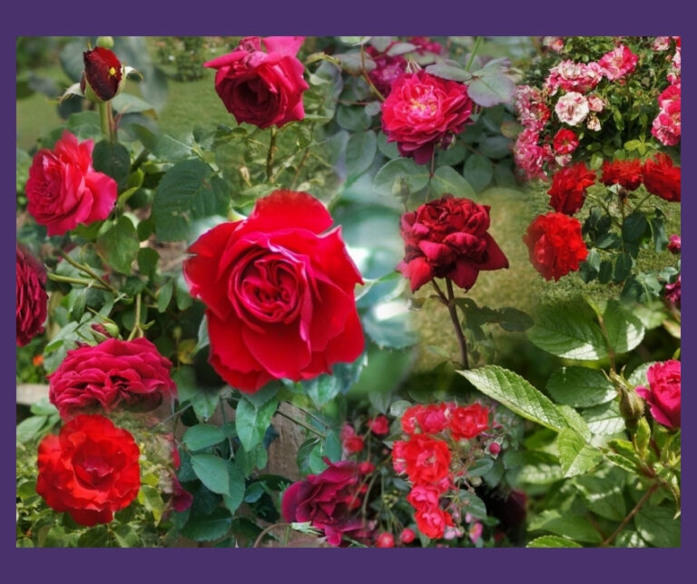 Trees That Complement Roses Companion Plants For Roses | Planting Designer