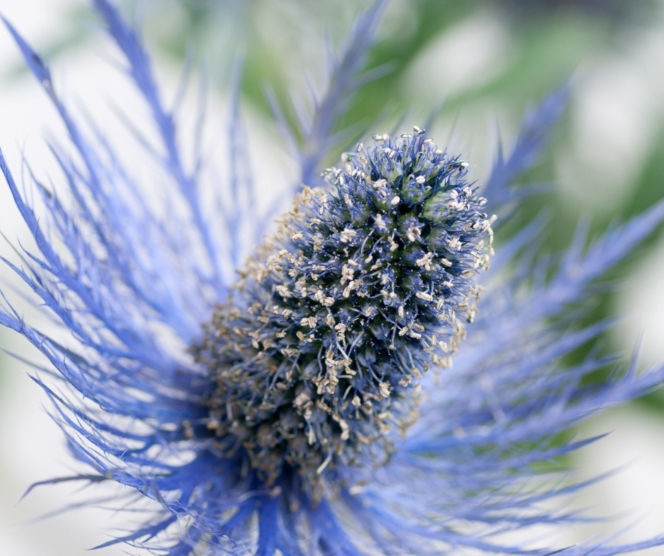 eryngium