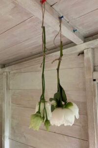 bridal bouquet flowers hanging to dry in potting shed
