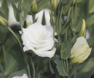 lisianthus, original photo by SkashKin on canva