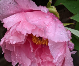 pink tree peony, raindrops on petals