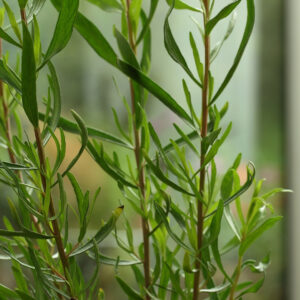 french tarragon, Artemsia dracunculus