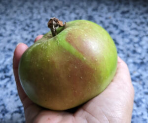 bramley seedling, culinary apple, garden orchard