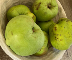 catshead apple, heritage variety
