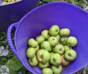 collecting apples, harvesting apples, trug, garden orchard