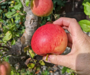 james grieve , dual purpose apple, garden orchard