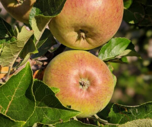 lord lambourne apples, garden orchard