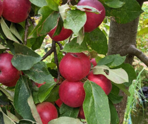 red fleshed eating apples on tree