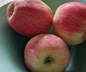 suffolk pink dessert apple