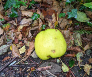 windfall apples, autumn leaves