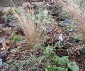 plant protection winter, pots heeled into borders