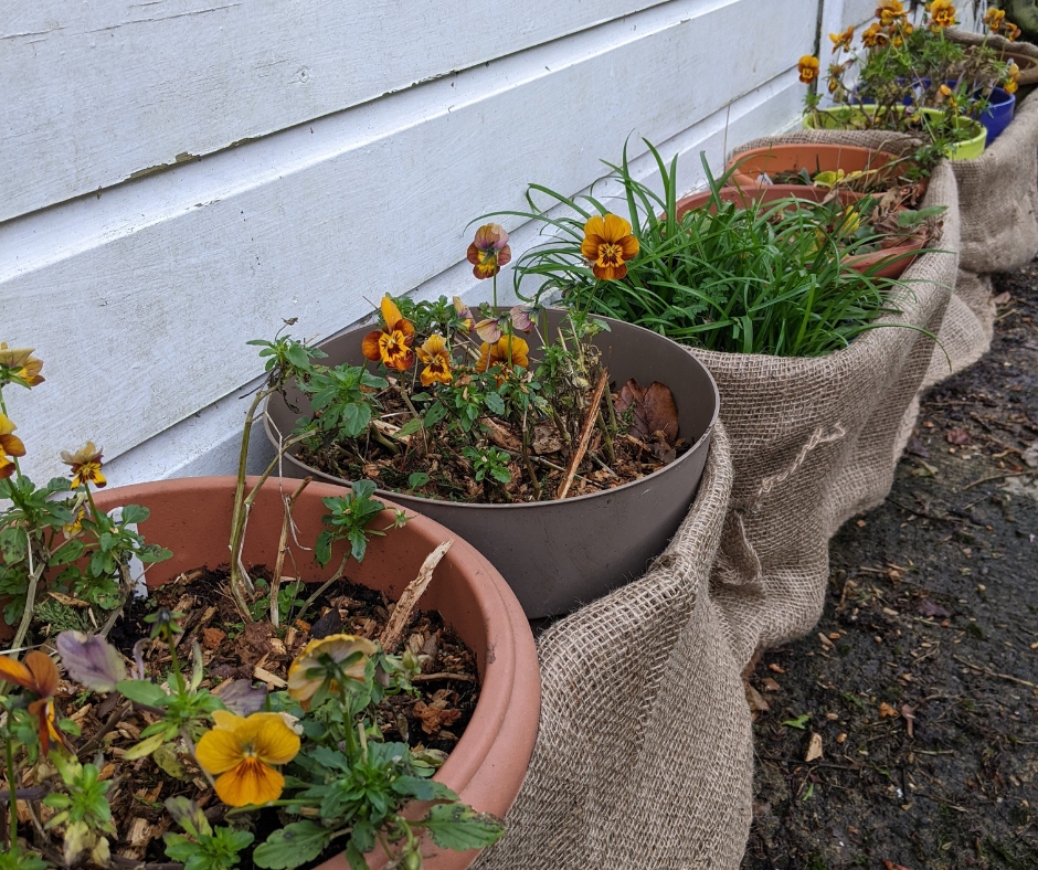 pots wrapped in hessian, bulbs, viola, frost protection, winter garden