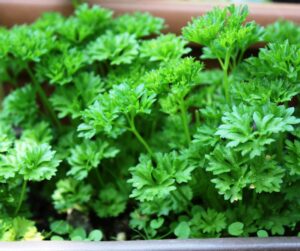 parsley, Petroselinum crispum, herb, culinary, medicinal
