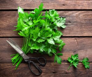 sprig of flat leaved italian parsley, Petroselinum crispum, herb, culinary, medicinal