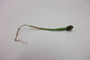 damping off, Pinus taeda seedling, https:/commons.wikimedia.org/wiki/File:Pinus_taeda_seedling_damping_off.jpg