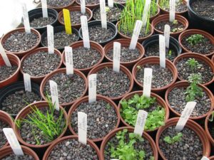 seedlings, gravel, greenhouse bench, penstemon, lobelia, coreopsis