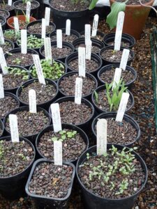 seedlings, penstemon seedlings, gravel, greenhouse bench